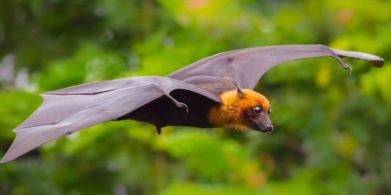 Quiz: How Much Do You Know About Bats?