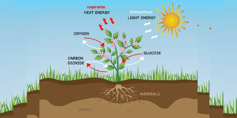 Multiple Choice Quiz on Respiration in Plants