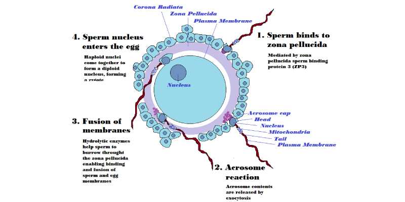 Quiz: How Much You Know About Fertilization?