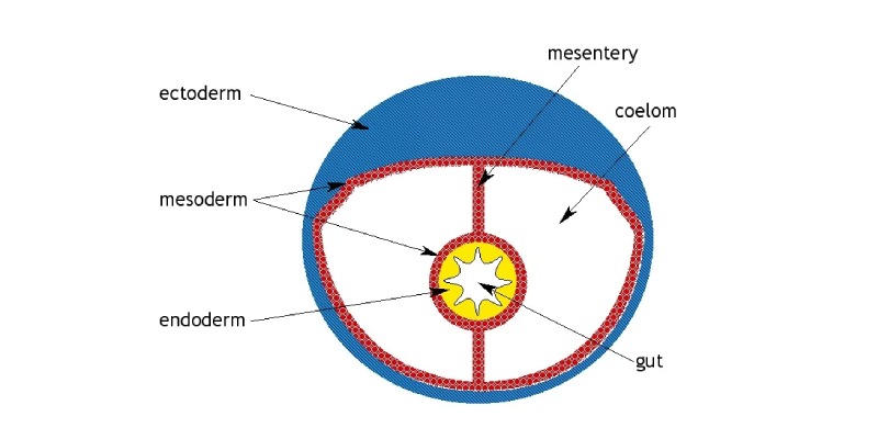 Coelom Trivia Quiz: How Much Do You Know About Body Cavity?