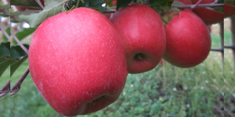 Quiz: How Much You Know About National Apple Day?
