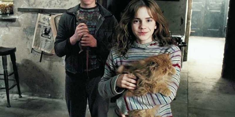 Which Harry Potter Pet you deserve Quiz