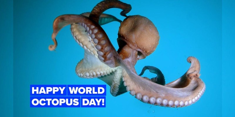 World Octopus Day Trivia Quiz Questions and Answers