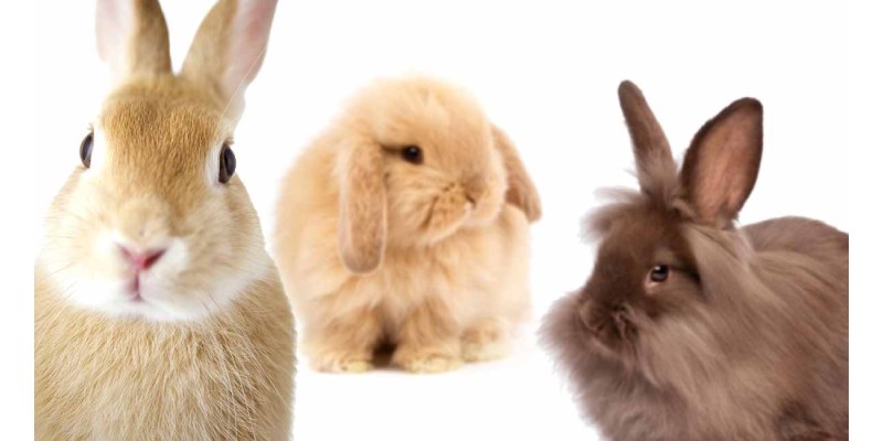 What Breed of Rabbit Should You Get Quiz
