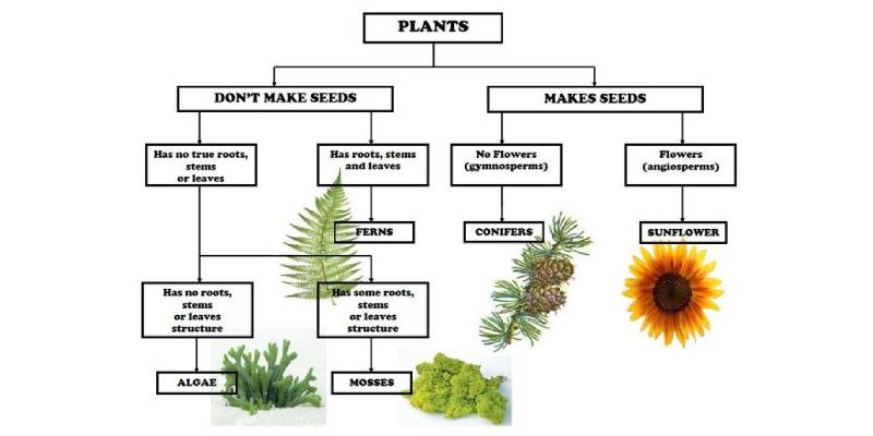 Plant classification Quiz Questions and Answers