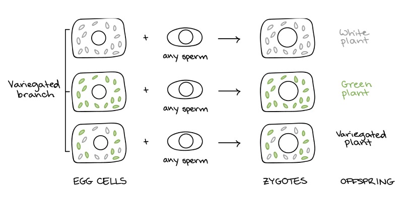 Cytoplasmic Inheritance and Maternal Inheritance Quiz