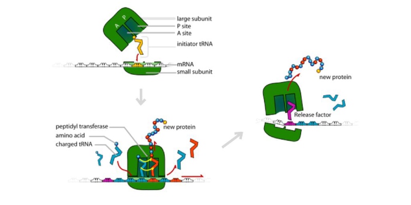 Ultimate Trivia Quiz on Translation in Protein Synthesis