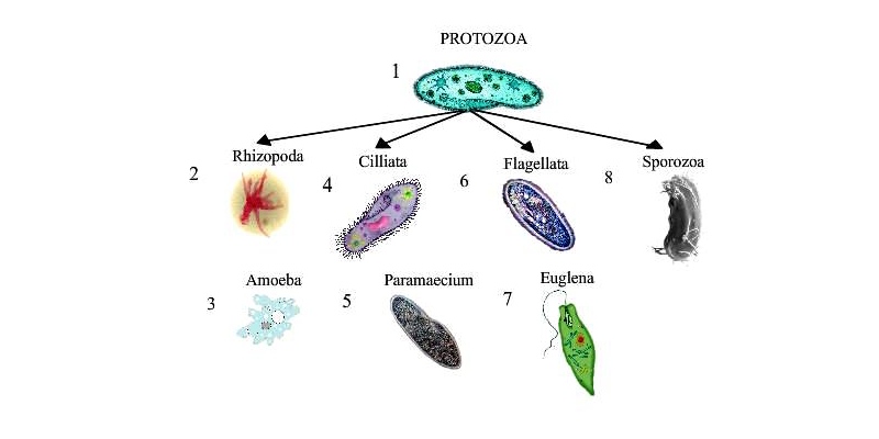 Ultimate Trivia Quiz on Zooflagellata or Disease Caused by Zooflagellata