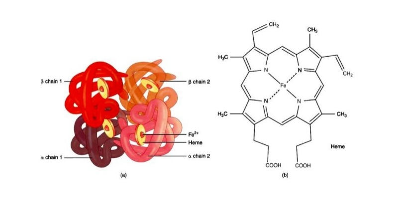 Hemoglobin Structure and Function Trivia Quiz