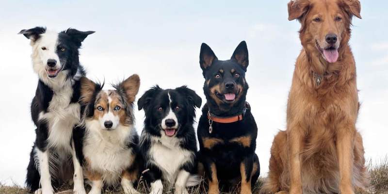 what kind of dog is my mutt