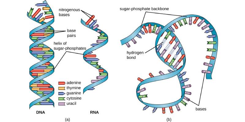 Quiz: How Much You Know About RNA And Its Structure?