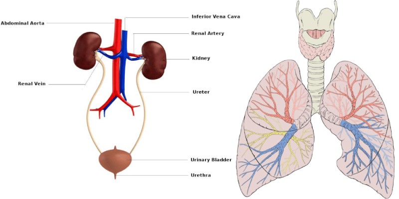 Quiz: How Much You Know About Human Excretory System?