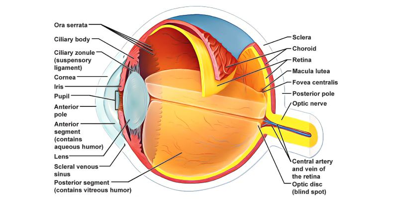 Sensory Organs Of The Vision Eye Quiz For 11th Grade Student