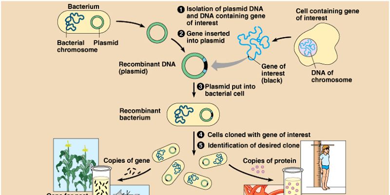 Trivia Quiz: Check Your Knowledge About Gene Splicing