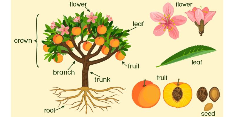 Morphology of Flowering Plants Quiz: How Much You Know About Morphology of Flowering Plants?