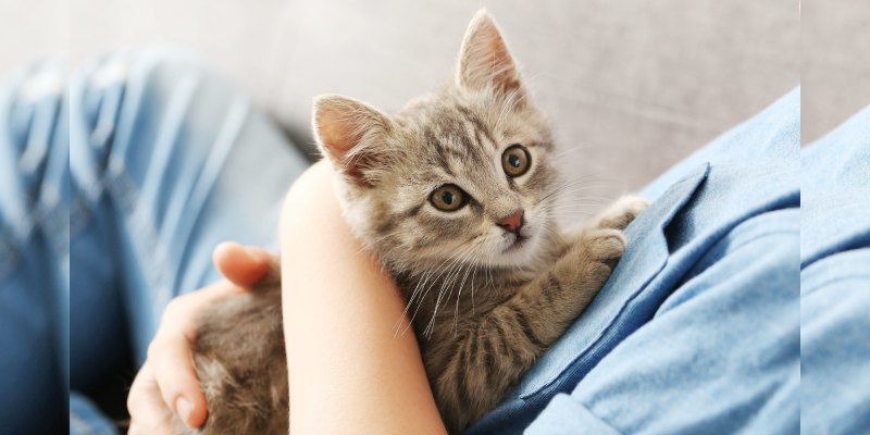 Quiz: How Much Of A Cat Person Are You?
