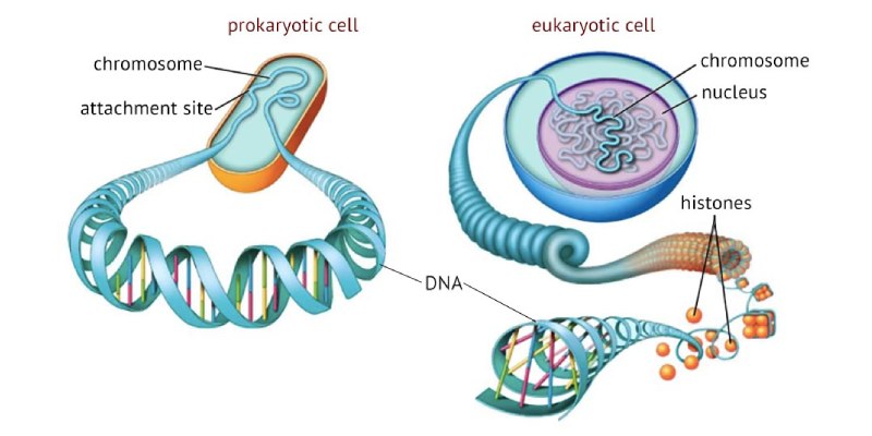 Number of Chromosomes in Eukaryotes Trivia Quiz Questions And Answers