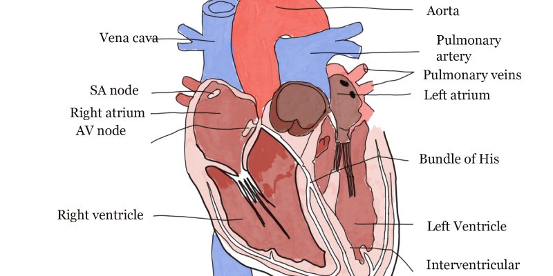 Circulatory System Quiz: How Much You Know About Circulatory System