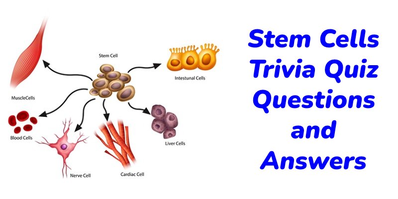 Stem Cells Trivia Quiz Questions and Answers
