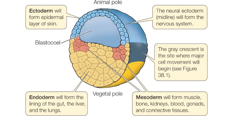 Embryonic Germ Layers Quiz Questions and Answers