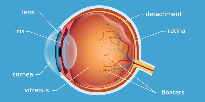 Quiz: Test Your Knowledge About Human Eye