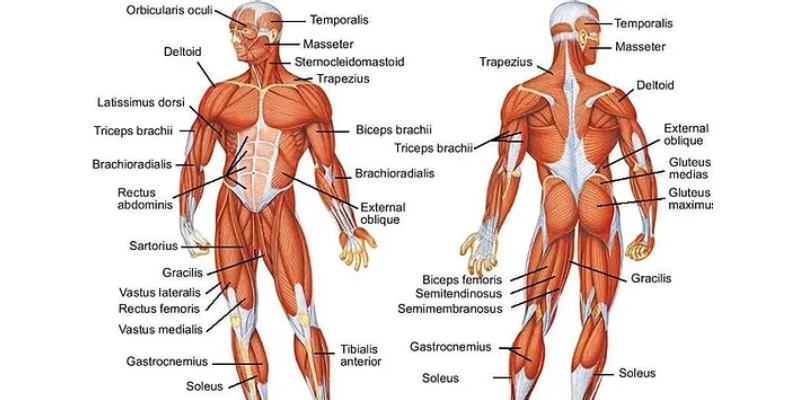 Human Muscle Anatomy Quiz Questions and Answers