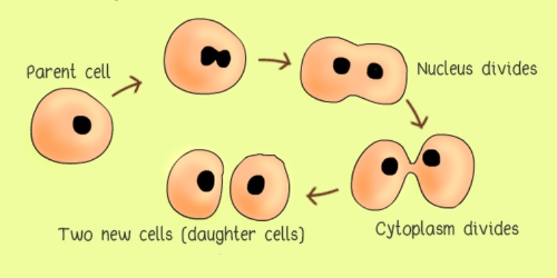 Reproduction in Living Things Quiz: How Much You Know About Reproduction in Living Things?