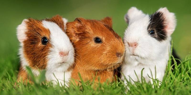 The Ultimate Guinea Pig Quiz