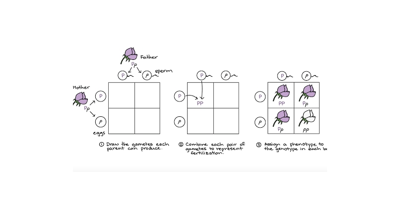 Genetic Principles After Mendel and post Mendelian Genetics or Non Mendelism Trivia Quiz