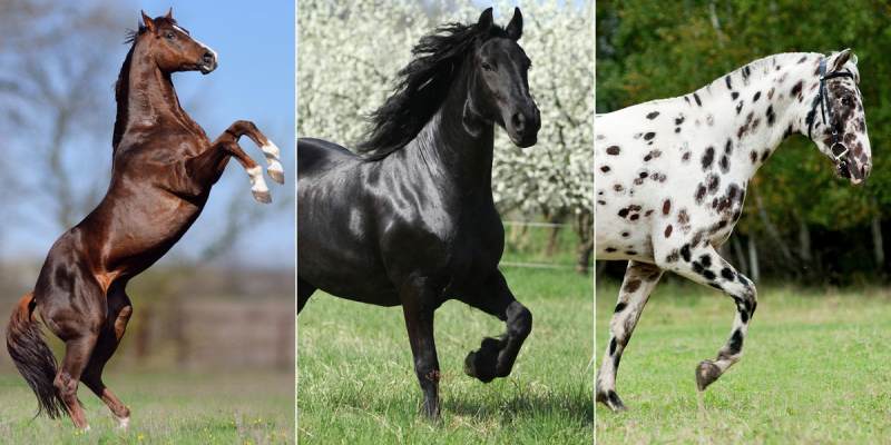 What Breed Of Horse Should I Get Quiz