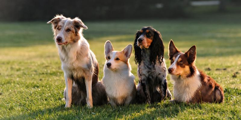 What Dog Breed Is Best For Me Quiz