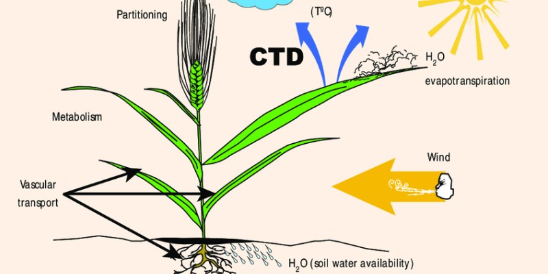 Quiz: Test Your Knowledge About Adaptation of Temperature