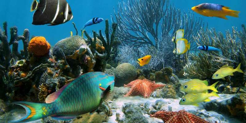  Ocean Animals Quiz: How Much You Know About Ocean Animals?