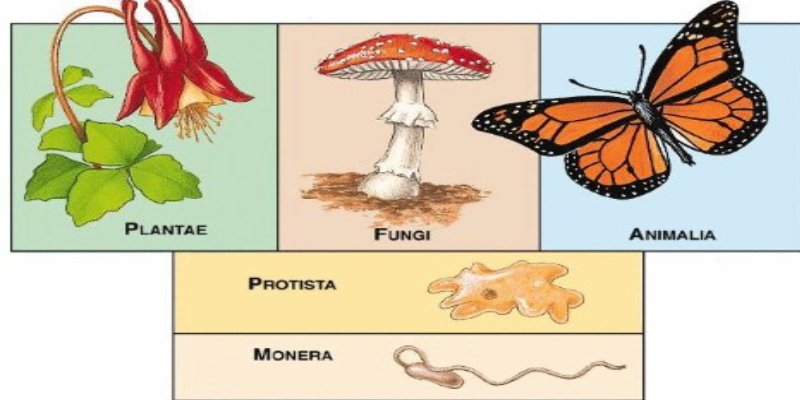 Diversity In Living Organisms Trivia Quiz For 10th Grade Students