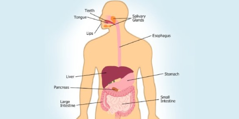 Digestion In Human Trivia Quiz