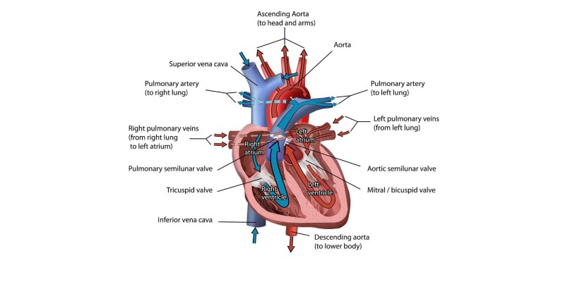 Circulatory System Quiz Questions and Answers