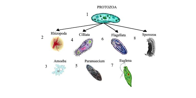 Phylum Protozoa Subphylum Sarcodina Trivia Quiz