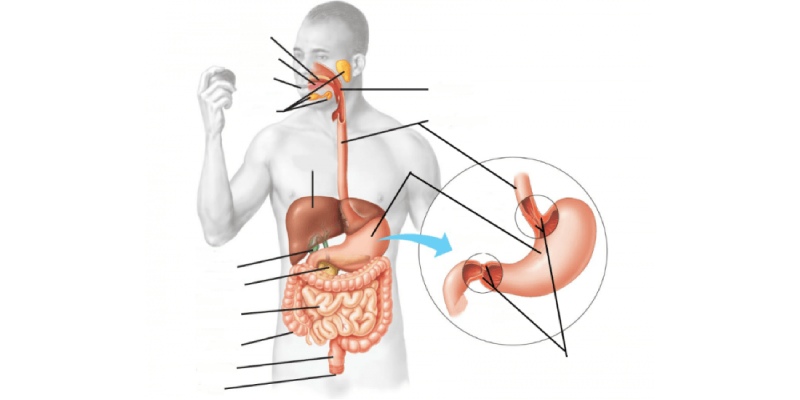 Digestive System Quiz For Grade 8 Student