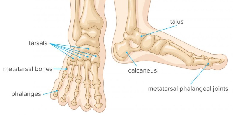 Ultimate Trivia Quiz On Bones