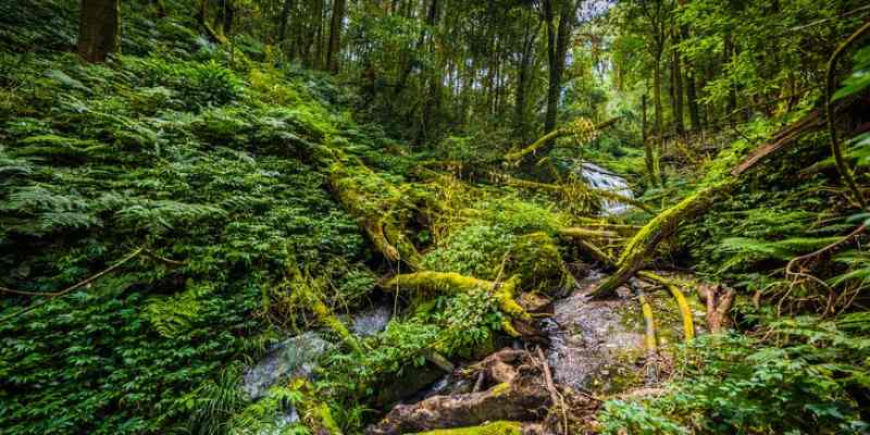 Quiz: How Well You Know About Terrestrial Habitat?