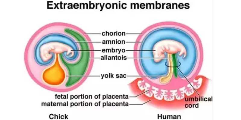 Quiz: How Much You Know About Extraembryonic Membranes?