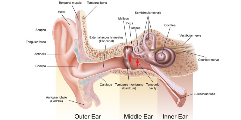 Ultimate Trivia Quiz On Human Ear!