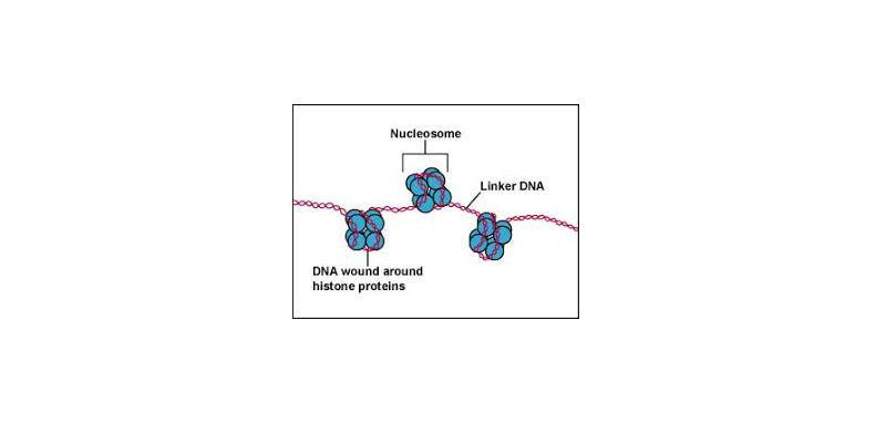 Chemical Composition of Eukaryotic Chromosomes Trivia Quiz