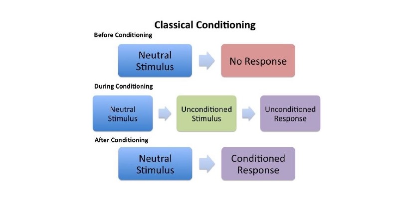 Conditioning Theory Quiz: How Much You Know About Conditioning Theory?