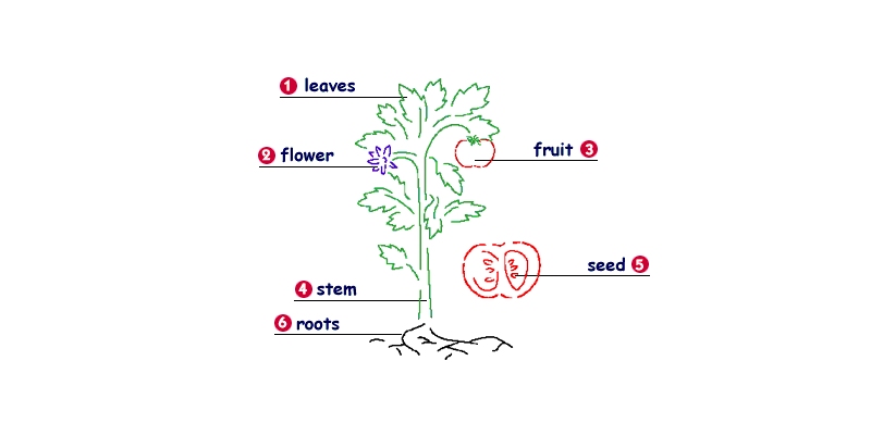 Ultimate Trivia Quiz on Getting to Know Plants for Grade Six