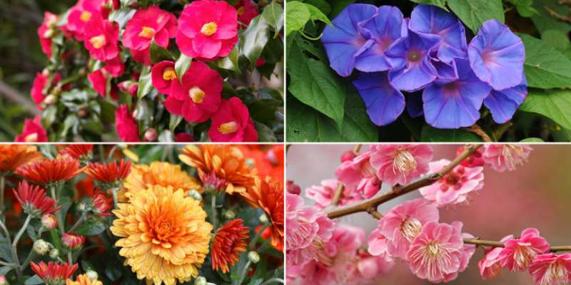 Which Flower Am I Quiz