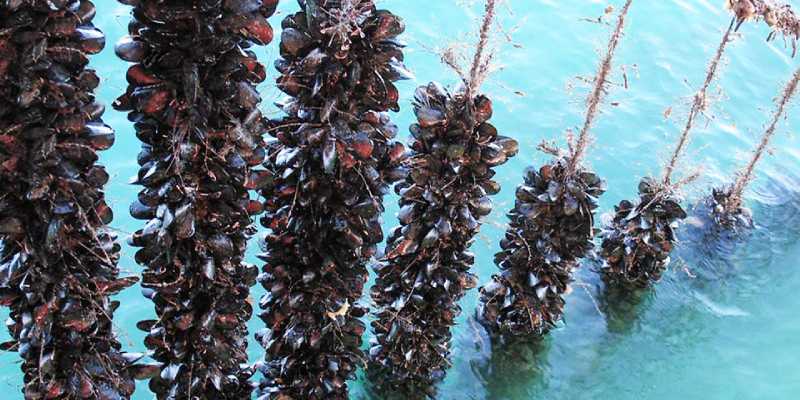 Mussel Culture Quiz: How Much You Know About Mussel Culture?