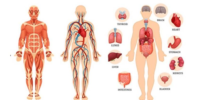 Intresting Facts About Human Body Quiz