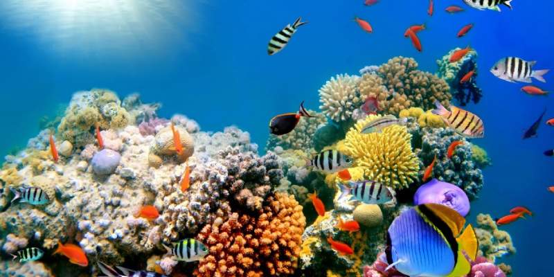 Ocean Creatures Quiz: How Much You Know about Ocean Creatures?