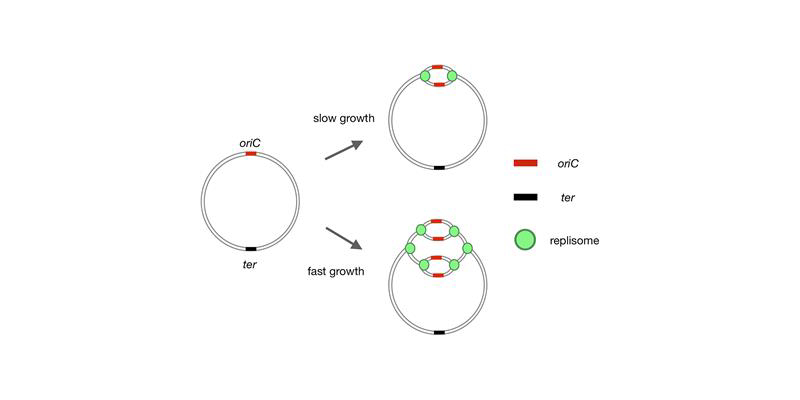 Bacterial Chromosomes Trivia Quiz Questions and Answers